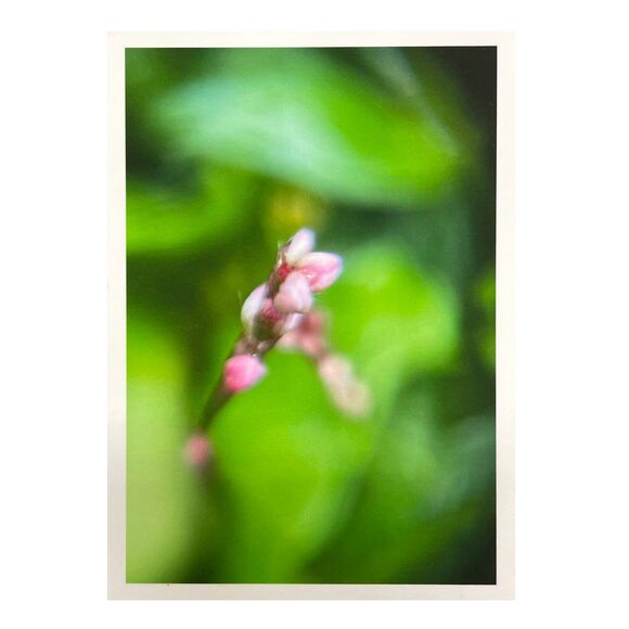 Cottage Series #2 ACEO Macro Photo *Limited Edition* Nature Mini Art Card - Picture 1 of 1